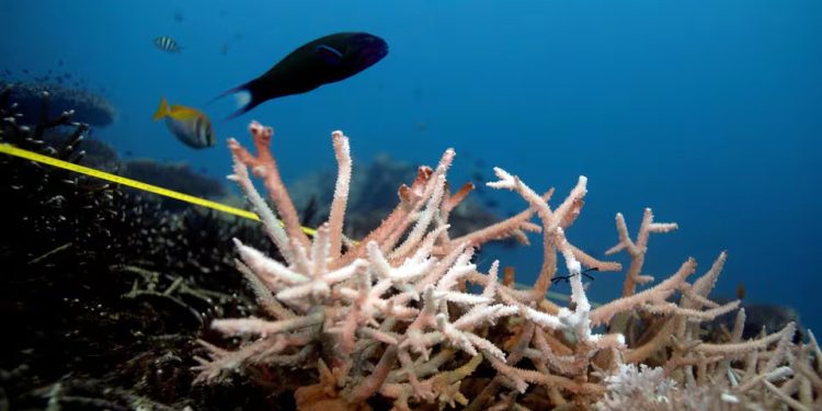 Mundo: A temperatura do oceano atingiu um recorde máximo em fevereiro de 2024