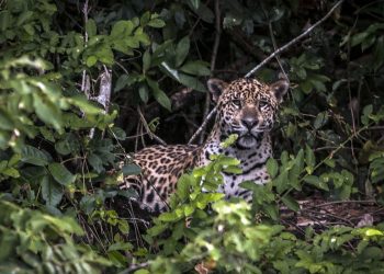 Brasil: Pesquisadores testam IA para evitar mortes de animais em rodovias