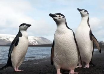 Alerta: Vírus da da gripe aviária detectados em pinguins na Antártica