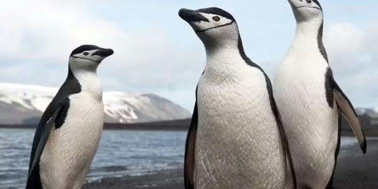 Alerta: Vírus da da gripe aviária detectados em pinguins na Antártica