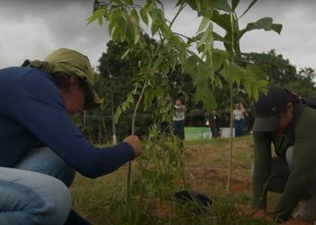 Brasil: Pesquisa da UFPA propõe técnica inovadora para restauração da Floresta Amazônica