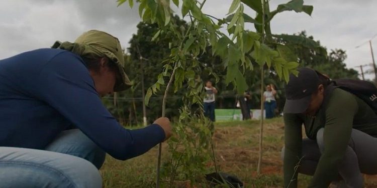 Brasil: Pesquisa da UFPA propõe técnica inovadora para restauração da Floresta Amazônica
