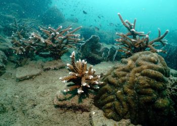 Meio Ambiente: Cientistas tailandeses criam corais em laboratórios para restaurar recifes degradados