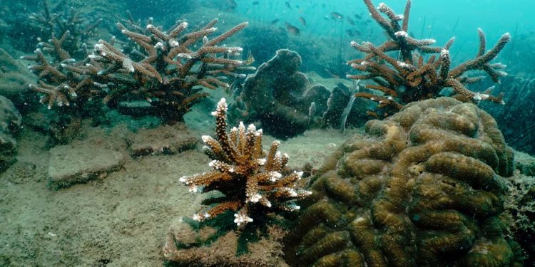 Meio Ambiente: Cientistas tailandeses criam corais em laboratórios para restaurar recifes degradados