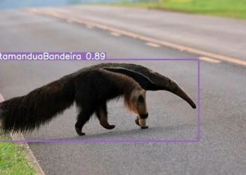 Tecnologia: Sistema utiliza IA para detectar animais selvagens na pista e evitar acidentes