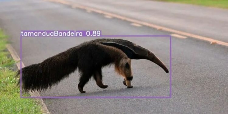 Tecnologia: Sistema utiliza IA para detectar animais selvagens na pista e evitar acidentes