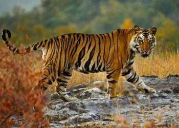 Mundo: NASA e Google Earth estão ajudando a salvar tigres