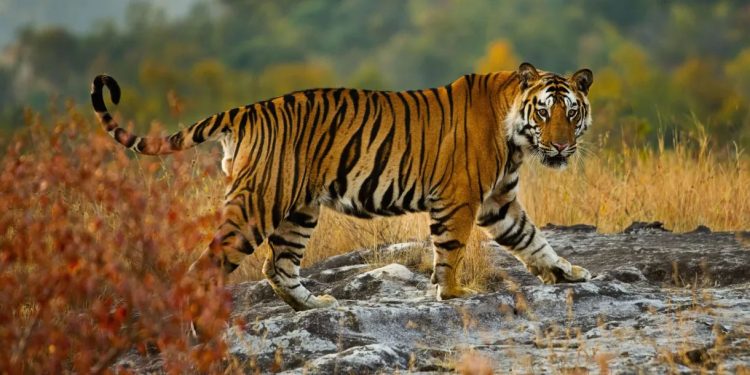 Mundo: NASA e Google Earth estão ajudando a salvar tigres