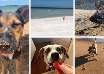 Turismo Pet Friendly: Destinos se dedicam a oferecer conforto e bem-estar a animais de estimação