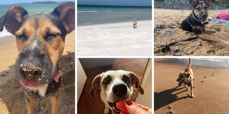 Turismo Pet Friendly: Destinos se dedicam a oferecer conforto e bem-estar a animais de estimação