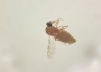 Brasil: Amazonas registra 1,6 mil casos de Febre do Oropouche e reconhece surto