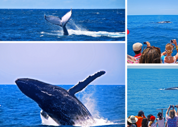 Turismo: Baleias encantam turistas no litoral norte de São Paulo