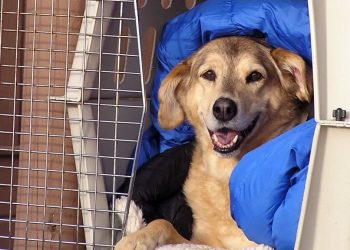 Brasil: Cuidados e regras no transporte de pets em viagens de avião