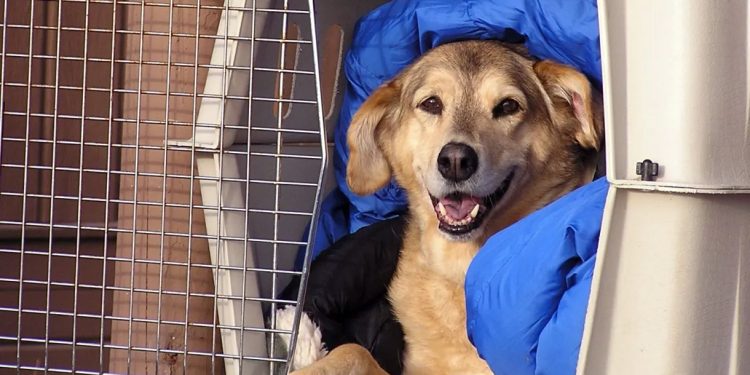 Brasil: Cuidados e regras no transporte de pets em viagens de avião