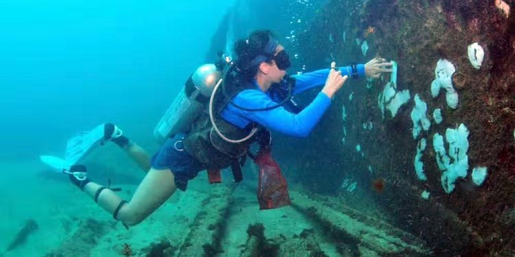 Meio Ambiente: Branqueamento de corais chega a Fernando de Noronha e preocupa pesquisadores