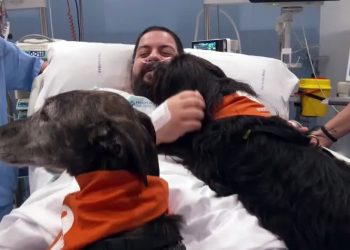 Espanha: Hospital recruta cães de terapia para ajudar pacientes da UTI