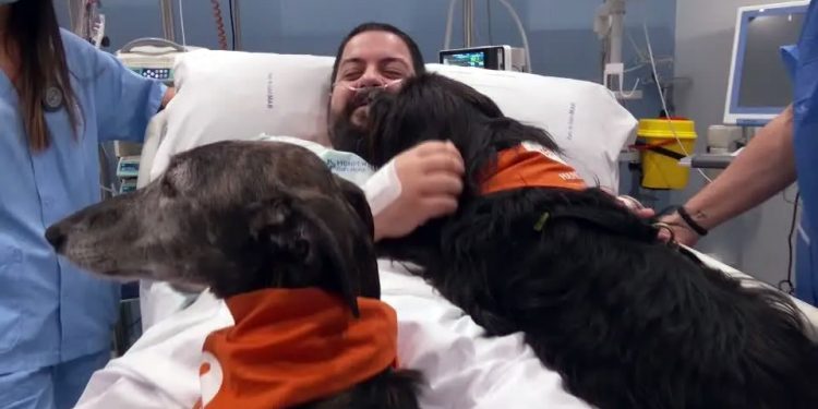 Espanha: Hospital recruta cães de terapia para ajudar pacientes da UTI