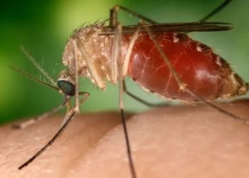 Saúde: Também transmitida por mosquito, febre oropouche tem alta de casos na Bahia