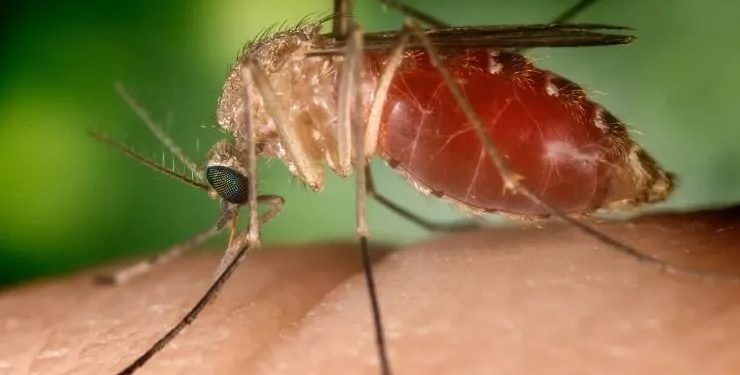 Saúde: Também transmitida por mosquito, febre oropouche tem alta de casos na Bahia