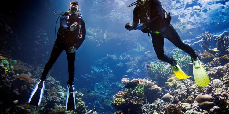 Meio Ambiente: Zoológico holandês cria ‘Arca de Noé’ de coral para preservar recifes ameaçados