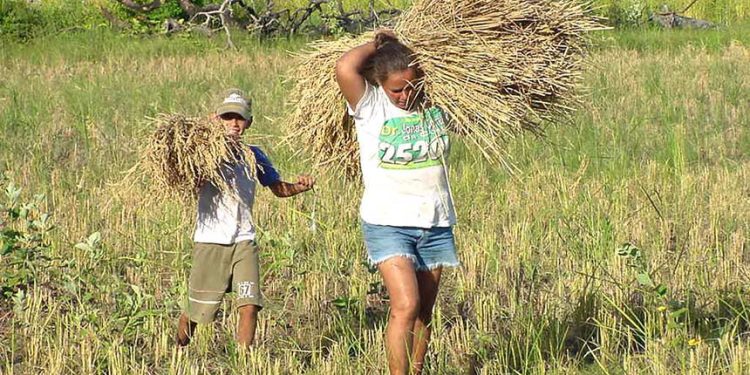 Senado: Comissão analisa incentivo à produção de biocombustíveis da agricultura familiar