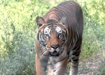 Argentina: Tigres e leões de zoológico serão enviados para santuário na Índia