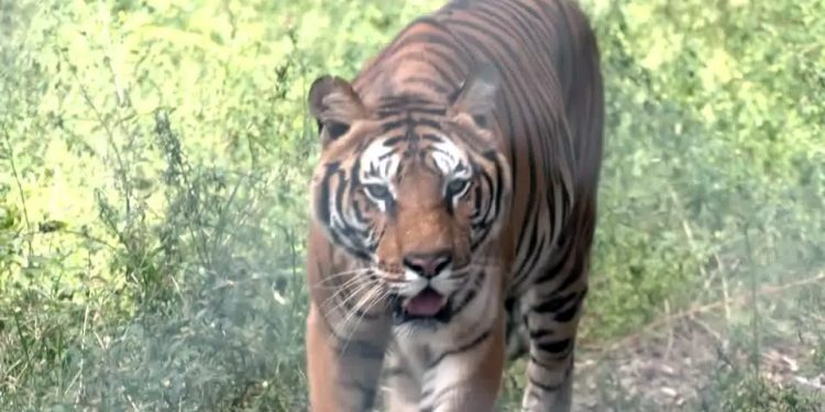 Argentina: Tigres e leões de zoológico serão enviados para santuário na Índia
