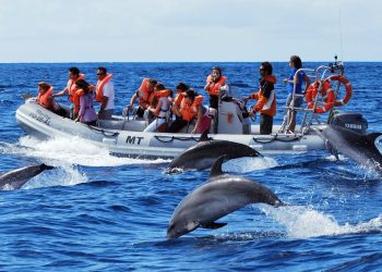 Turismo: Projetos permitem a turistas encontrar a vida selvagem de forma responsável