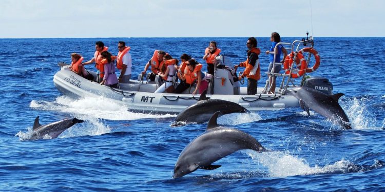 Turismo: Projetos permitem a turistas encontrar a vida selvagem de forma responsável