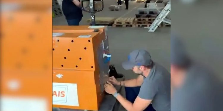 Morte do cachorro Joca: Câmara pode convidar presidente da Gol para audiência pública