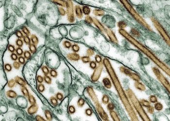 EUA: Confirmado segundo caso de gripe aviária em humano