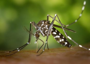 Alerta: Rio de Janeiro confirma primeiros casos de dengue tipo 3