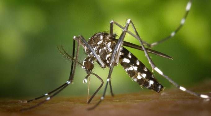 Alerta: Rio de Janeiro confirma primeiros casos de dengue tipo 3