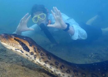 Ana Júlia: Perícia confirma que sucuri mais famosa do mundo morreu por causas naturais