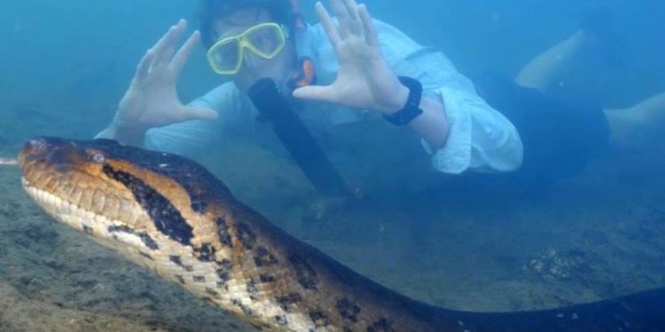 Ana Júlia: Perícia confirma que sucuri mais famosa do mundo morreu por causas naturais