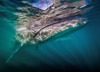 Mundo: Baleia Sei reaparece na costa da Argentina 100 anos depois de desaparecer