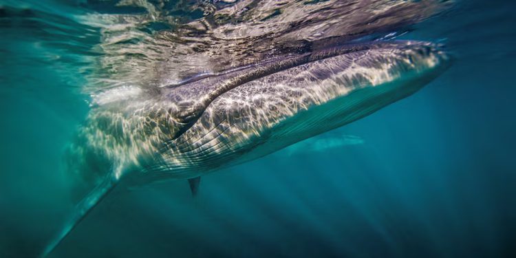 Mundo: Baleia Sei reaparece na costa da Argentina 100 anos depois de desaparecer