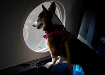 Bark: Primeira linha aérea que leva cães como passageiros