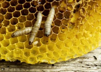 Meio Ambiente: Os insetos que conseguem comer e digerir plásticos