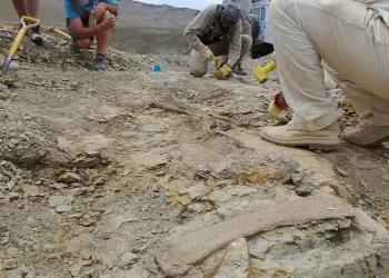 Arqueologia: Nova espécie de dinossauro carnívoro é encontrada na Argentina