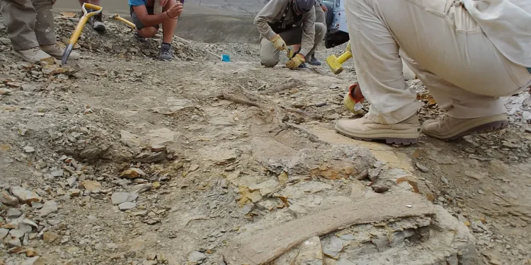 Arqueologia: Nova espécie de dinossauro carnívoro é encontrada na Argentina