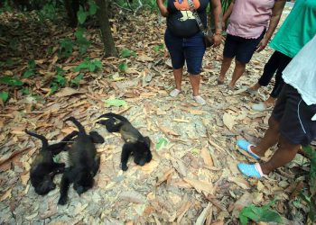 México: Macacos bugios morrem à medida que o calor aumenta