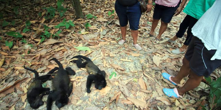 México: Macacos bugios morrem à medida que o calor aumenta