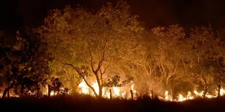 Meio Ambiente: Queimadas na Amazônia mais do que dobraram nos primeiros meses de 2024