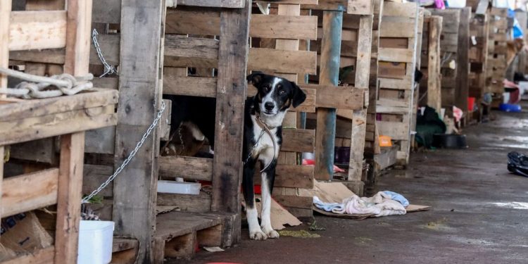 Enchentes: Cidades do RS terão recursos federais para atender animais resgatados