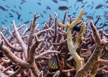 Tailândia: Vida marinha sofre quando as temperaturas do mar atingem recorde