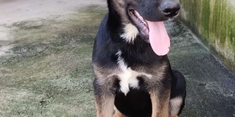 Anchieta: Filhote disponível para adoção no CCZ