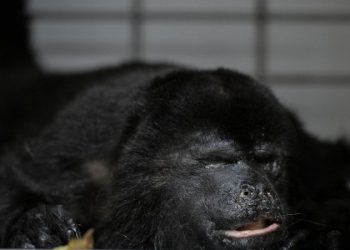 México: Onda de calor faz macacos caírem mortos de árvores