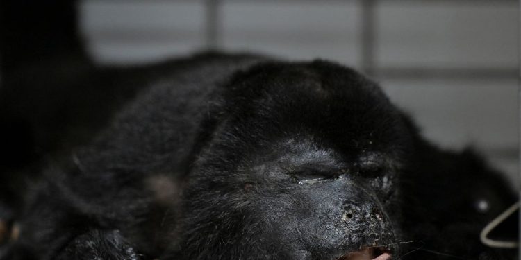 México: Onda de calor faz macacos caírem mortos de árvores