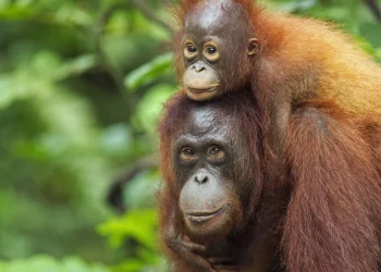 Malásia: Plano de “diplomacia do orangotango” é considerado “obsceno”